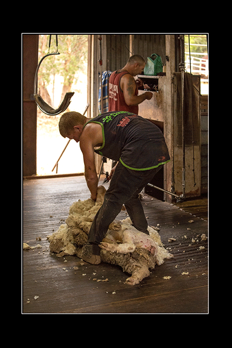 Shearing-the-Jumbuck-in-the-Shed-A